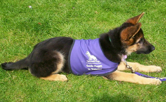  Pathfinder  Dogs  Independent Living Aged Charities 